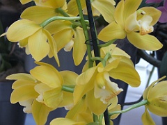 orchidsNL (14)